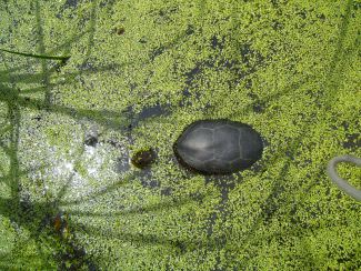 Blanding’s turtle in wetland marsh habitat