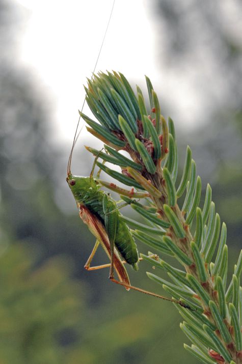 Photograph of a singing katydid in an Ontario spruce bog