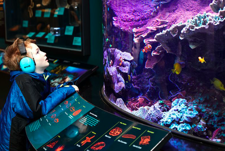 A young child wearing noise-cancelling headphones gazes at an aquarium display.